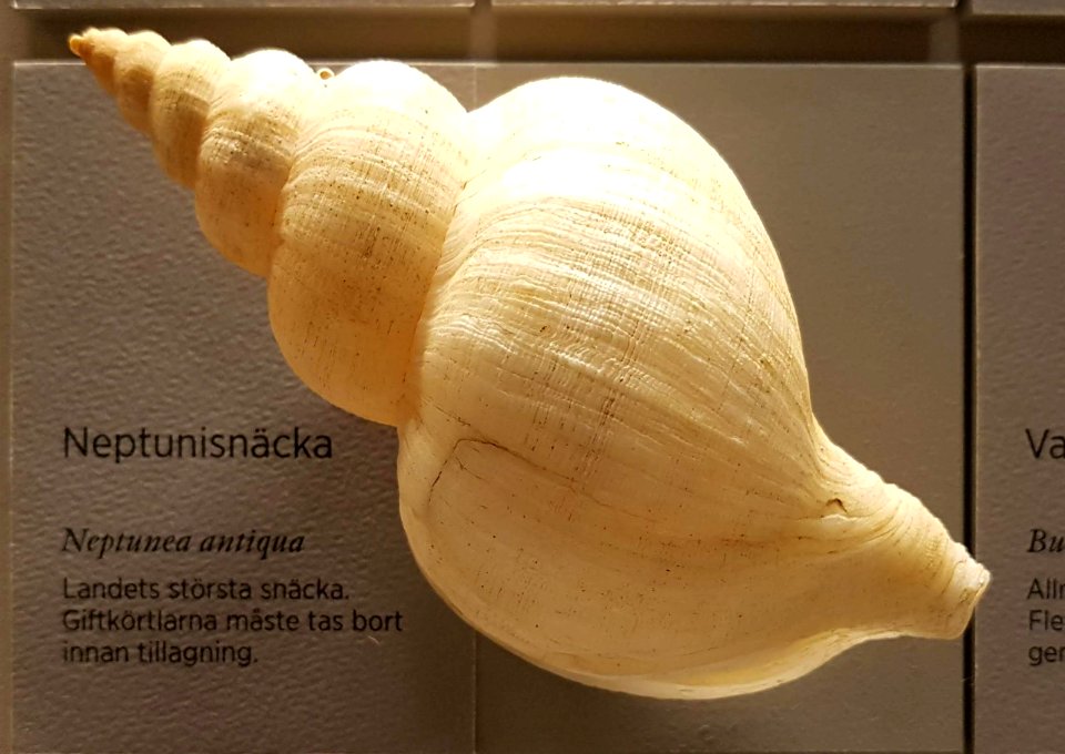 Specimen at Natural History Museum, Gothenburg 63