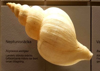 Specimen at Natural History Museum, Gothenburg 63