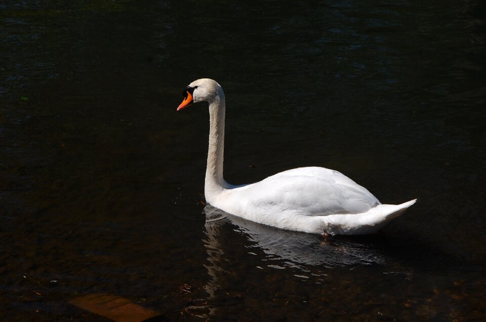 Lake nature tranquility