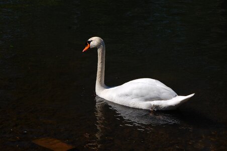 Lake nature tranquility