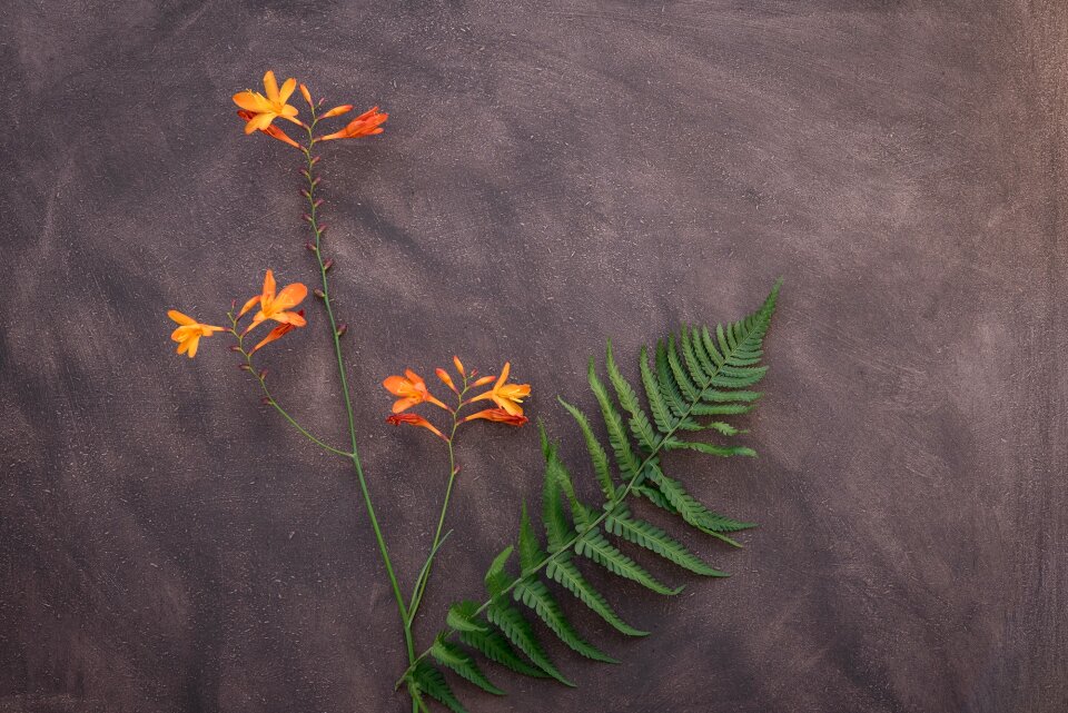 Blossom bloom garden montbretia