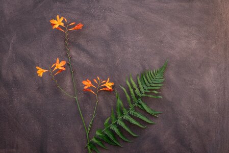 Blossom bloom garden montbretia