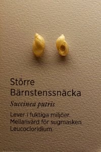 Specimen at Natural History Museum, Gothenburg 67 (cropped)