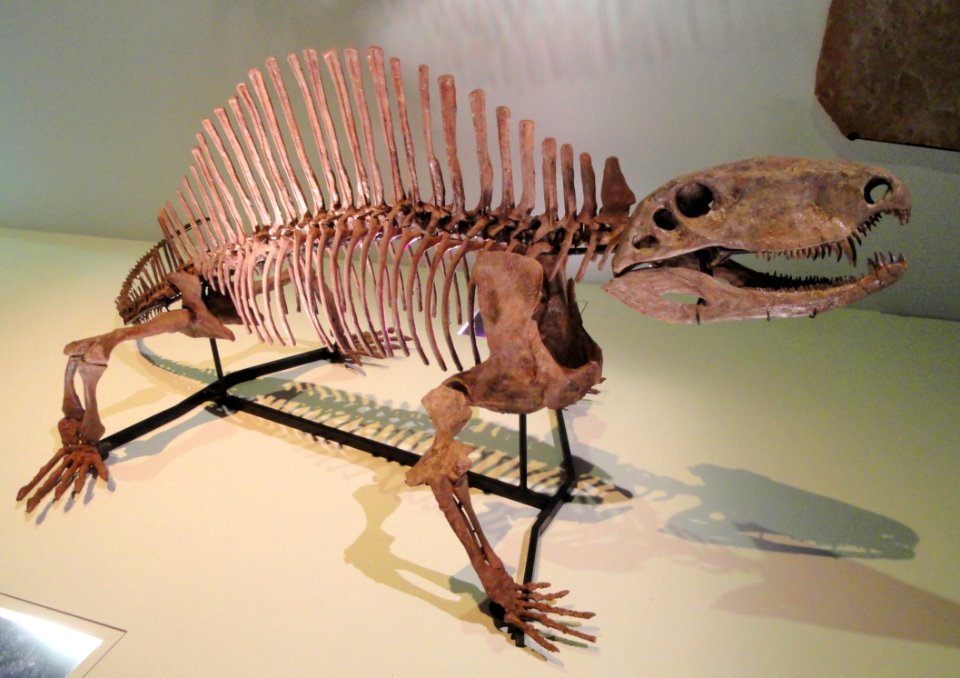 Sphenacodontidae, unnamed species, Early Permian, Belle Plains Formation, Archer County, Texas, USA - Houston Museum of Natural Science - DSC01825