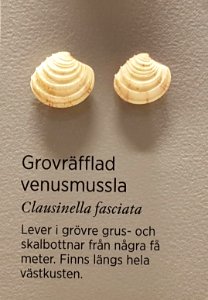 Specimen at Natural History Museum, Gothenburg 65 (cropped) 01