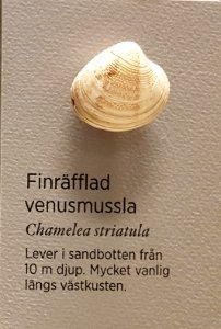 Specimen at Natural History Museum, Gothenburg 66