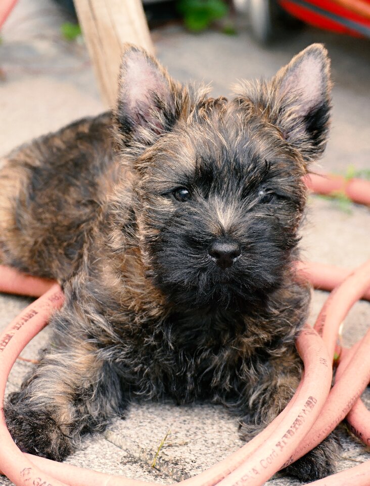 Garden water hose animal