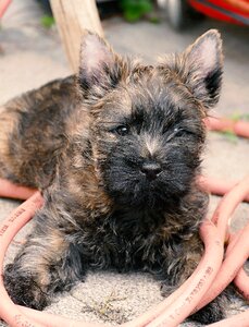 Garden water hose animal