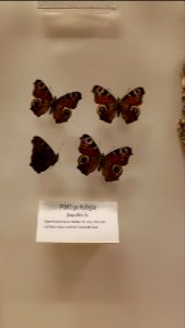 Specimen at Natural History Museum, Gothenburg 50 photo