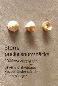 Specimen at Natural History Museum, Gothenburg 59