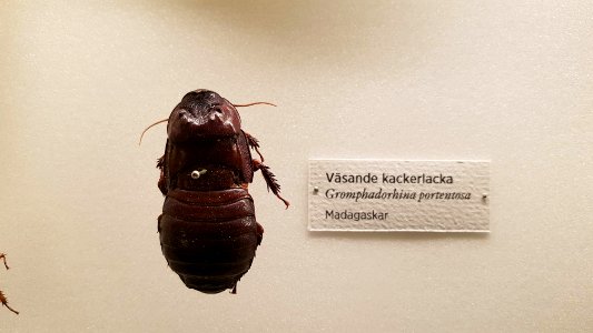 Specimen at Natural History Museum, Gothenburg 42