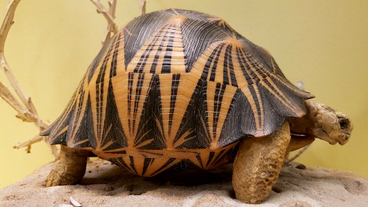 Specimen at Natural History Museum, Gothenburg 78