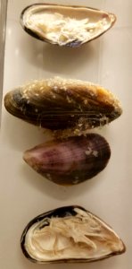 Specimen at Natural History Museum, Gothenburg 74