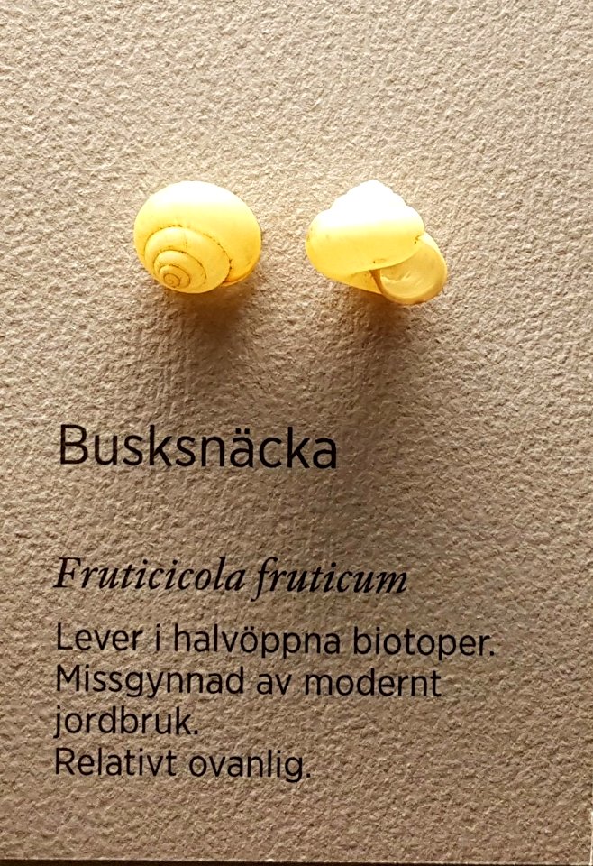 Specimen at Natural History Museum, Gothenburg 70 (cropped) 01