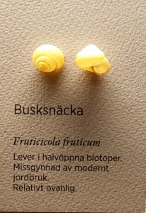 Specimen at Natural History Museum, Gothenburg 70 (cropped) 01