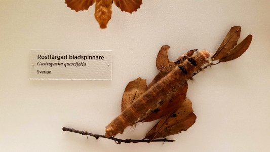 Specimen at Natural History Museum, Gothenburg 41