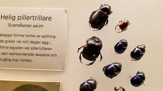 Specimen at Natural History Museum, Gothenburg 55 photo
