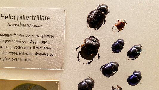 Specimen at Natural History Museum, Gothenburg 55