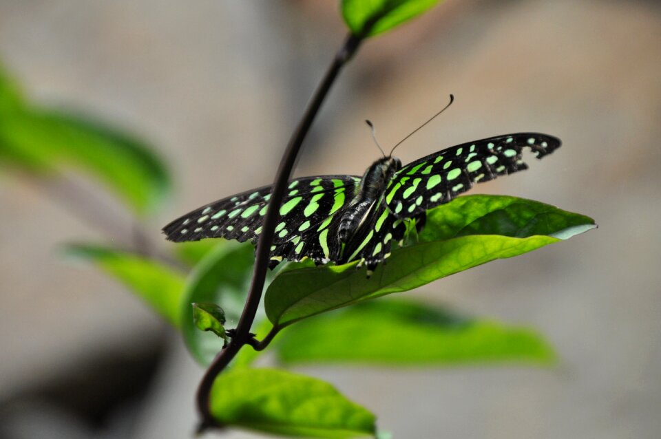 Butterfly leaf insect