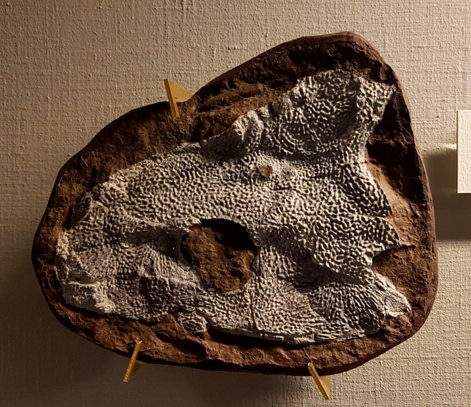 Specimen at Natural History Museum, Gothenburg 03