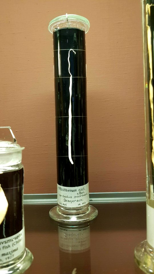 Specimen at Natural History Museum, Gothenburg 22