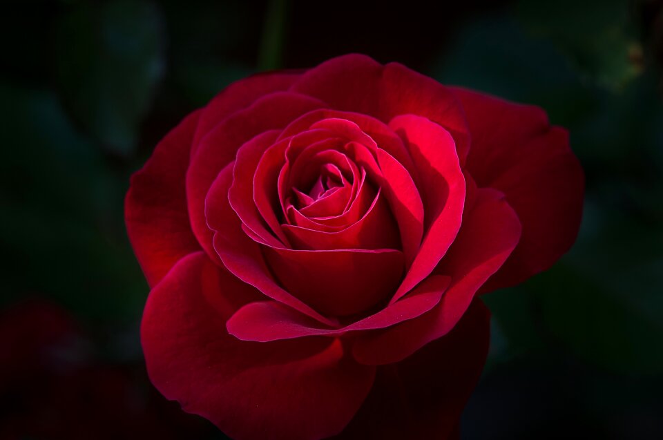 Red rose red flower blossom