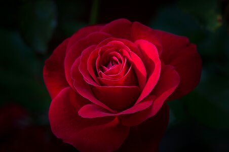 Red rose red flower blossom photo
