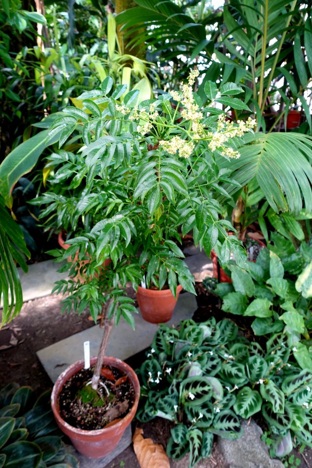 Spondias dulcis - Lyman Plant House, Smith College - DSC02032