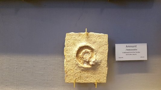 Specimen at Natural History Museum, Gothenburg 14