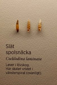 Specimen at Natural History Museum, Gothenburg 67 (cropped) 01