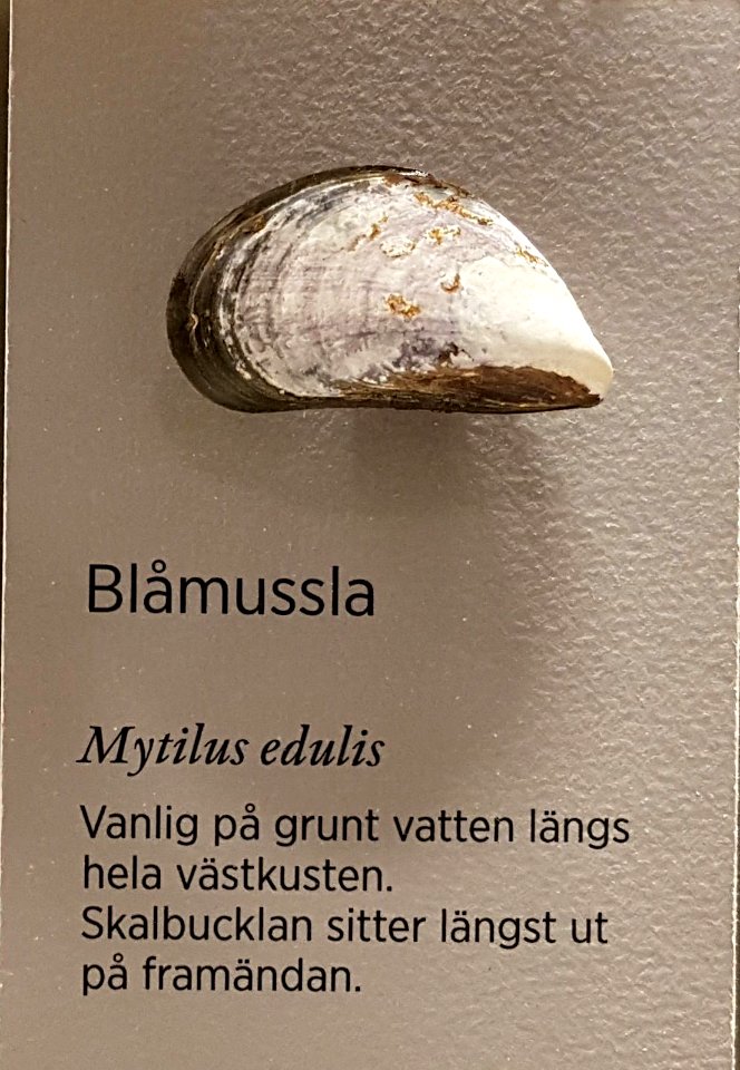 Specimen at Natural History Museum, Gothenburg 66 (cropped) 01