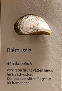 Specimen at Natural History Museum, Gothenburg 66 (cropped) 01