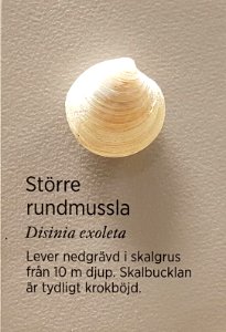 Specimen at Natural History Museum, Gothenburg 64 (cropped) 01
