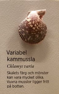 Specimen at Natural History Museum, Gothenburg 64