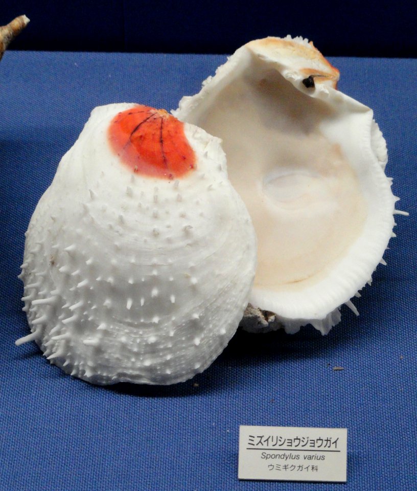 Spondylus varius - Osaka Museum of Natural History - DSC07844