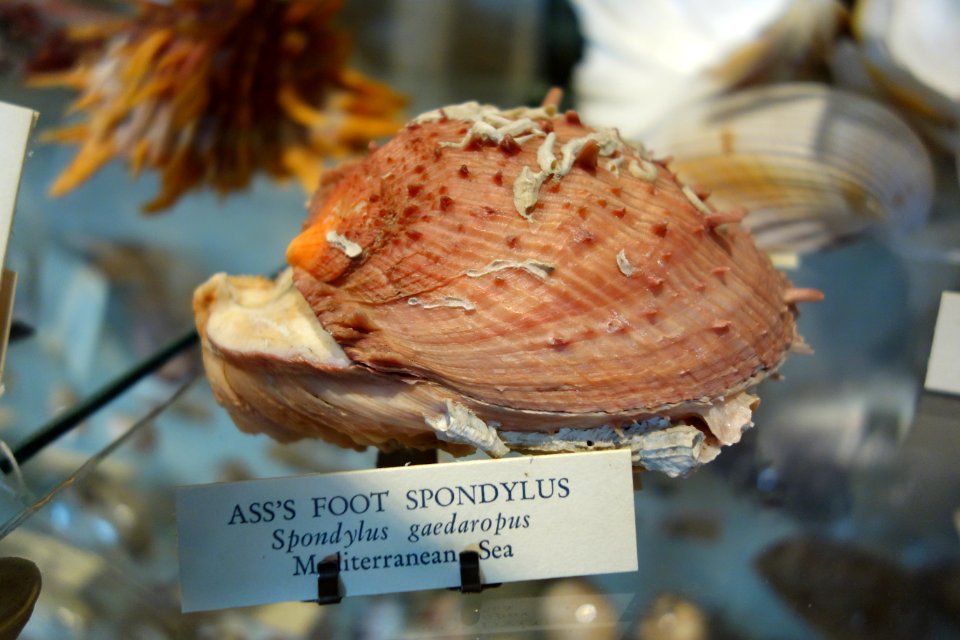 Spondylus gaederopus, Ass's Foot Spondylus, Mediterranean Sea - Joseph Allen Skinner Museum - DSC07801