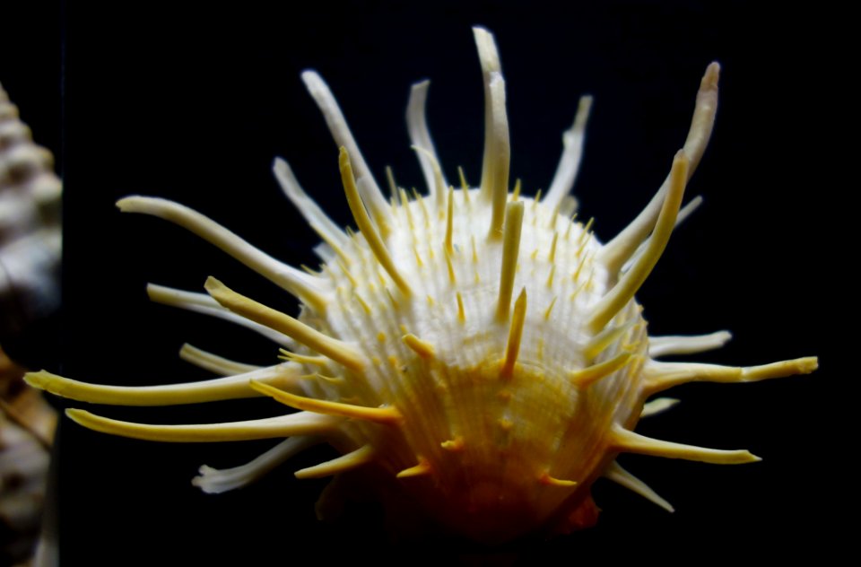 Spondylus americanus - Fernbank Museum of Natural History - DSC00253