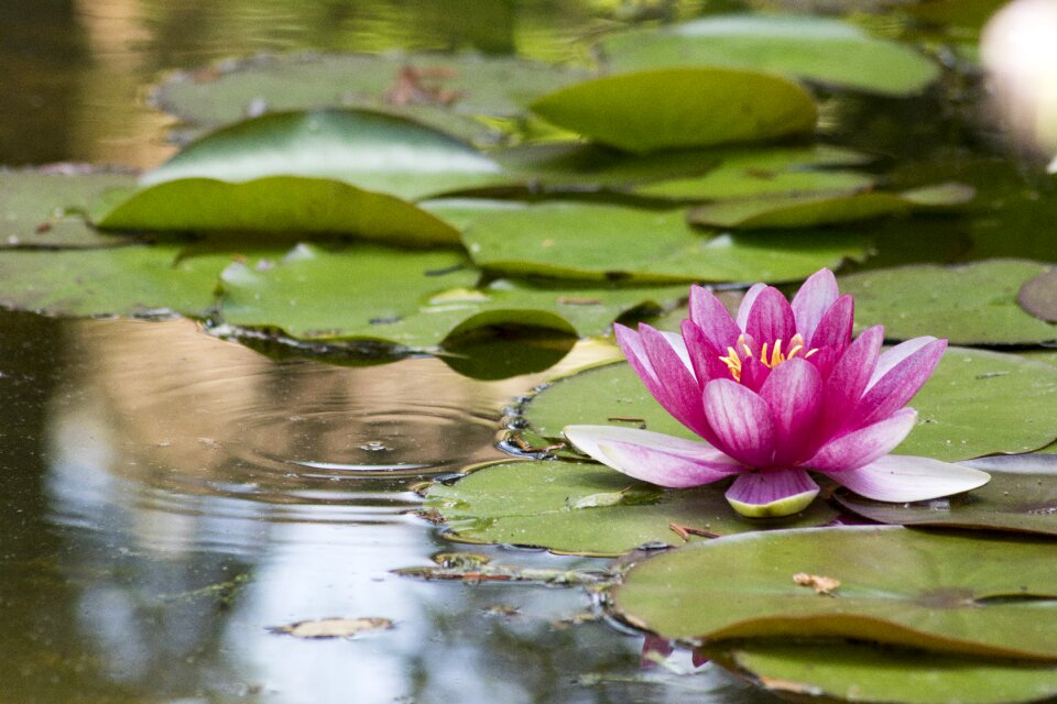 Pink water lily blossom bloom