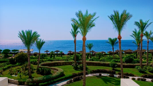 Egypt palm trees hotel photo