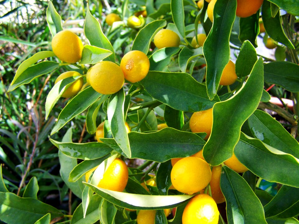 Citron yellow fruit lemon