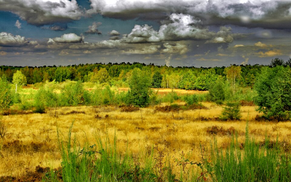 Heather landscape heathland