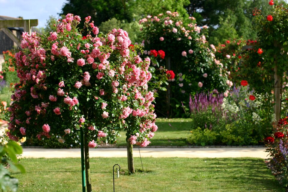 Rose bud garden summer
