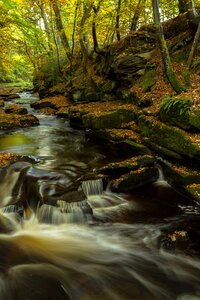 Forest water nature photo