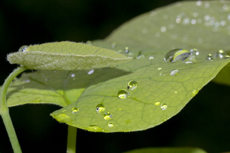 Drops macro close up