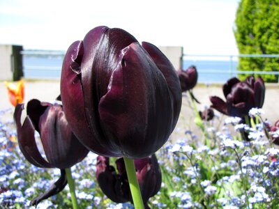 Tulip flower cityscape