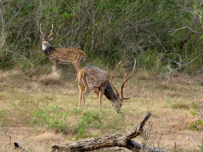 Spotted deer Lunugamvehera