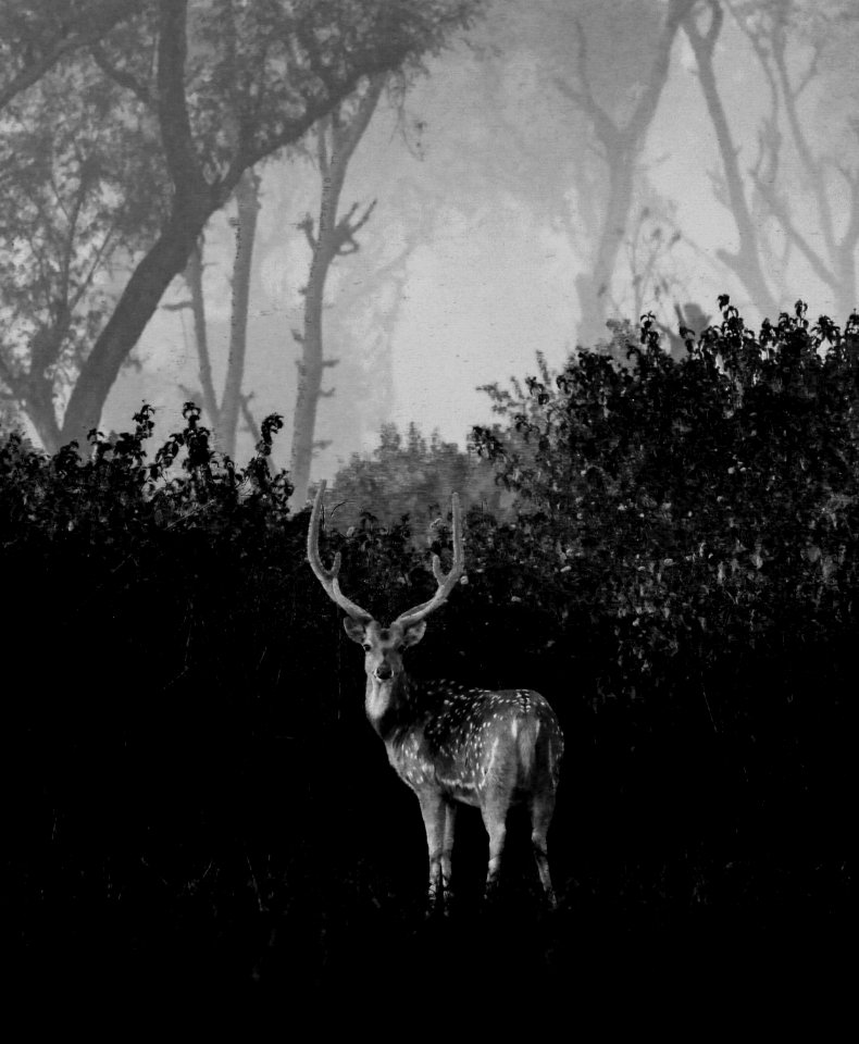 Spotted deer in bnw