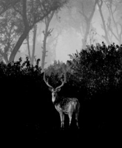 Spotted deer in bnw