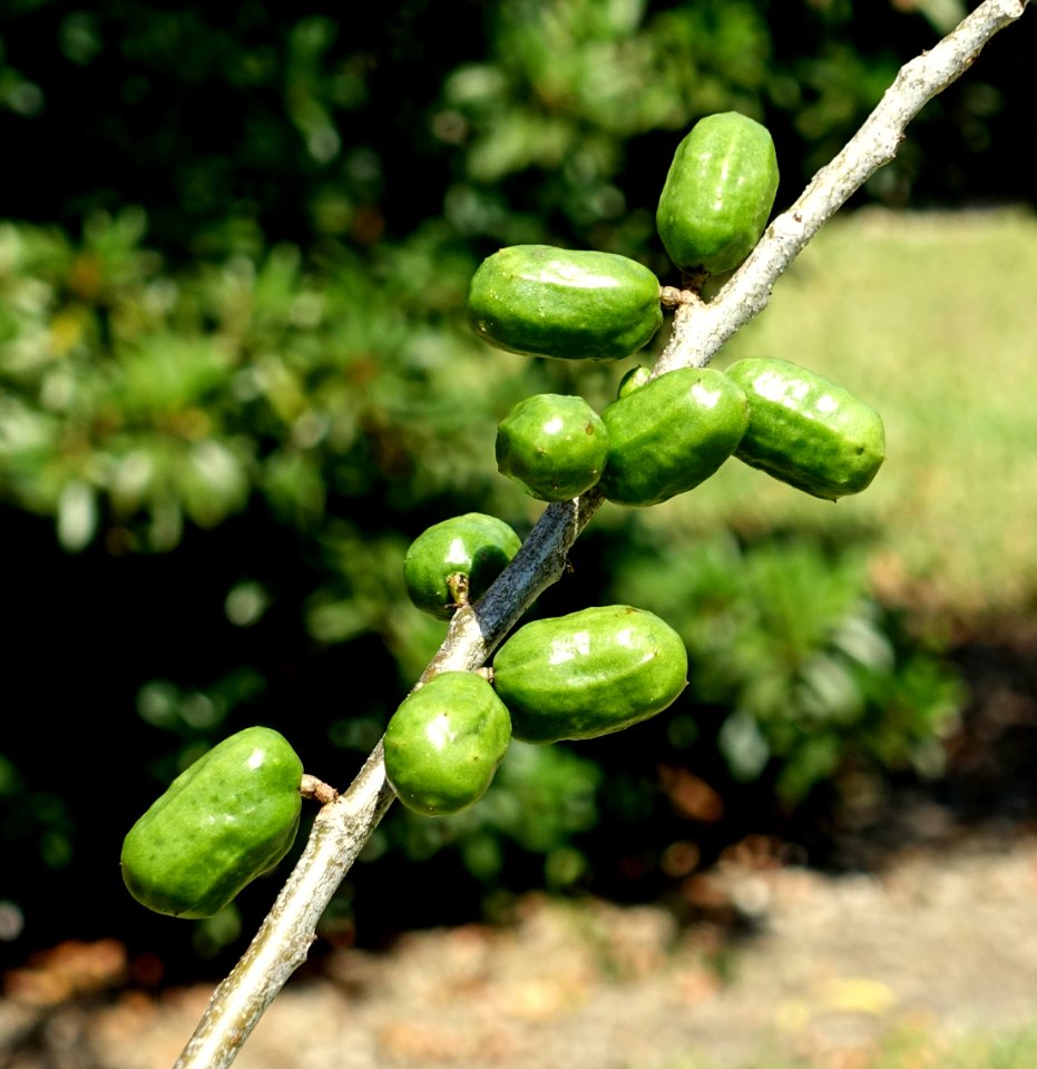 Spondias purpurea - Fruit and Spice Park - Homestead, Florida - DSC08927