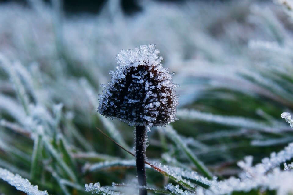 Frozen winter ice